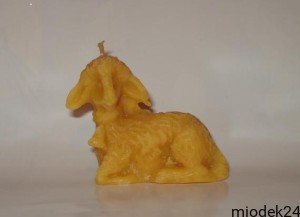Baranek