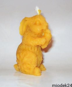 Królik