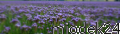 facelia_na_polu.jpg